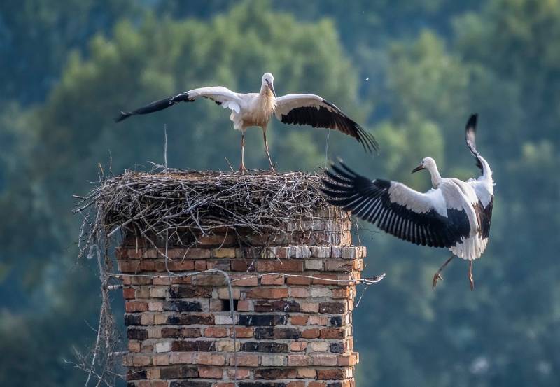 Expert Chimney Animal Removal in San Juan Capistrano, CA Professional Chimney Animal Removal Services in San Juan Capistrano, California